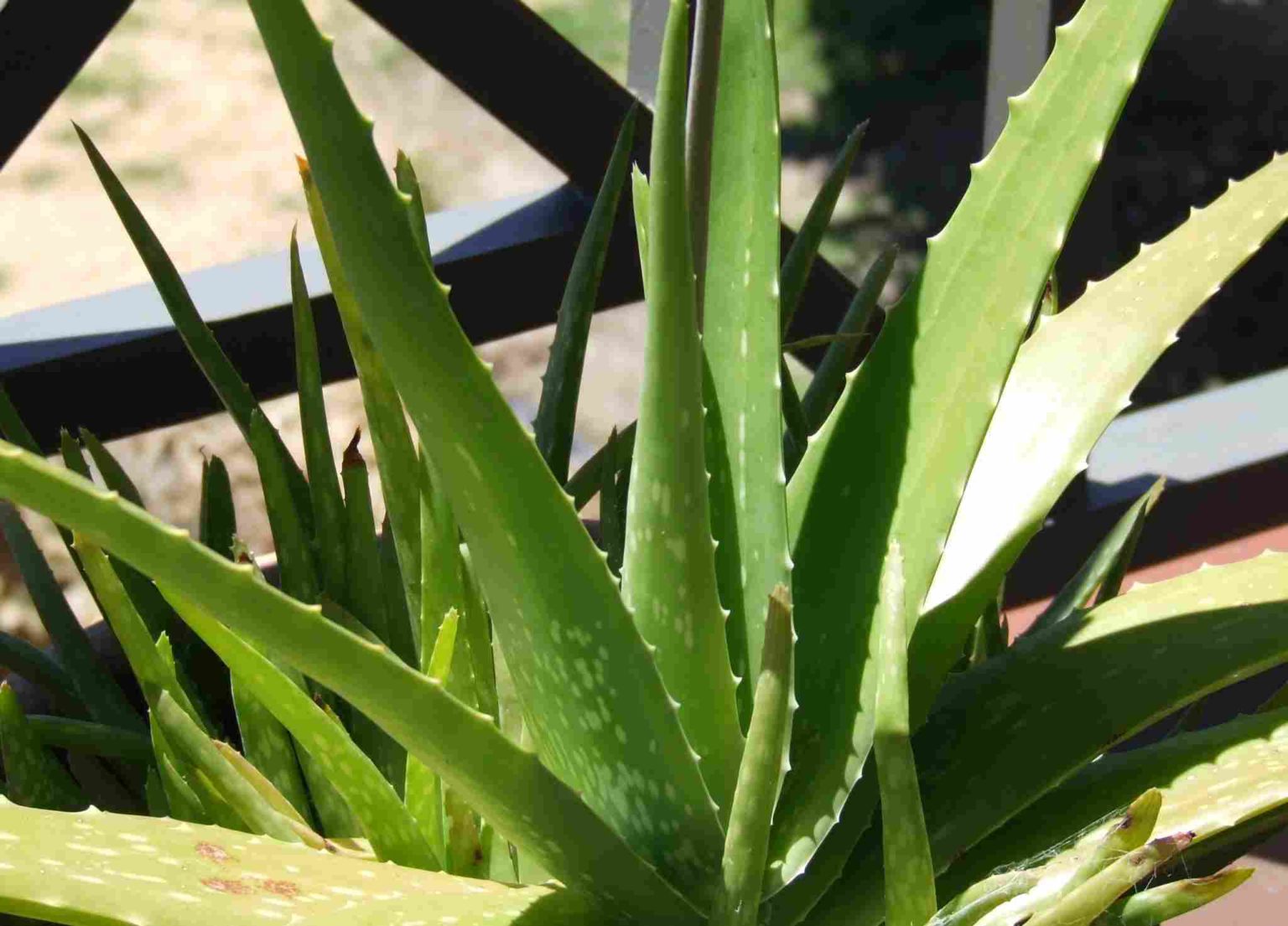 Aloe Vera Ultra funziona o TRUFFA? Recensioni Negative, c'è in farmacia?