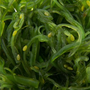 alga spirulina